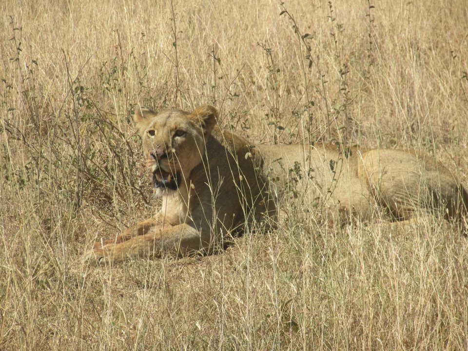 Nairobi National Park, Kenya 2012